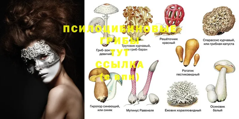 Галлюциногенные грибы Psilocybine cubensis  Инза 